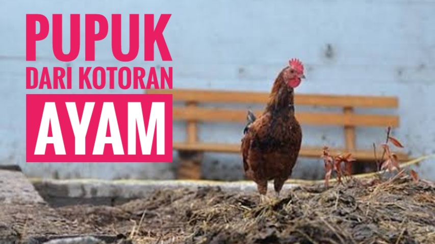 Manfaat Pupuk dari Kotoran Ayam untuk Tanaman