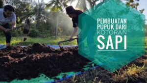 Proses Pembuatan Pupuk Organik Padat dari Kotoran Sapi