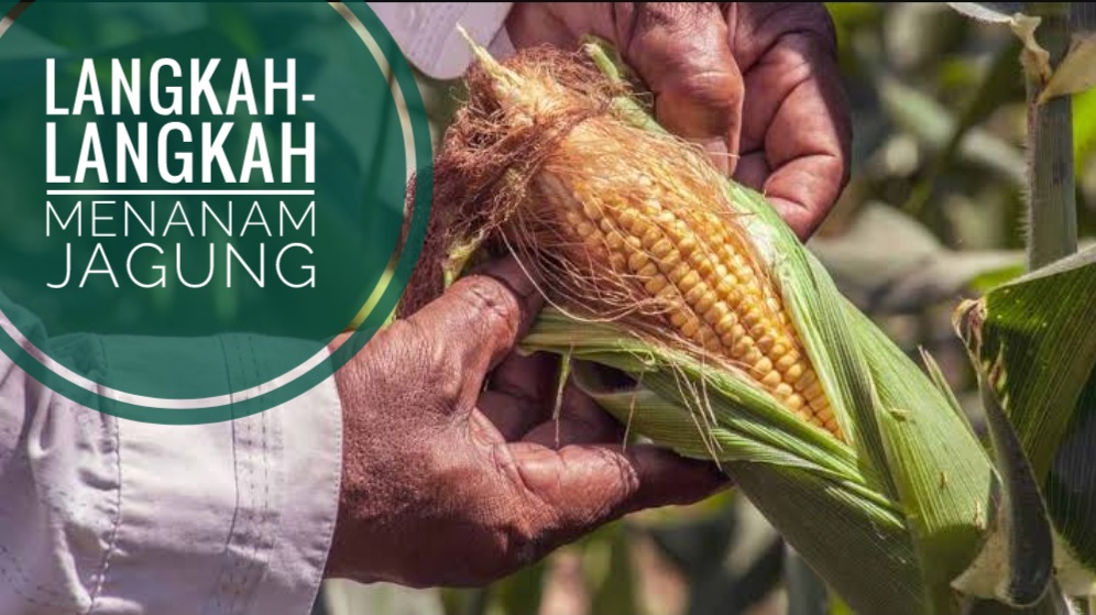 Langkah-langkah Menanam Jagung untuk Hasil Maksimal