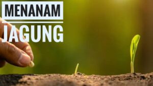 Proses Menanam Jagung