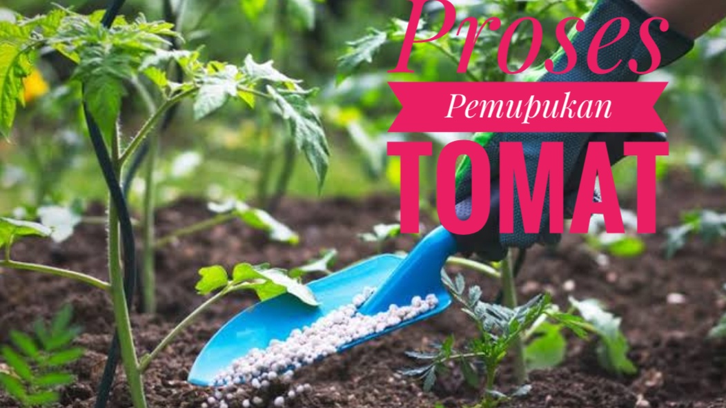 Proses Pemupukan Pada Tanaman Tomat