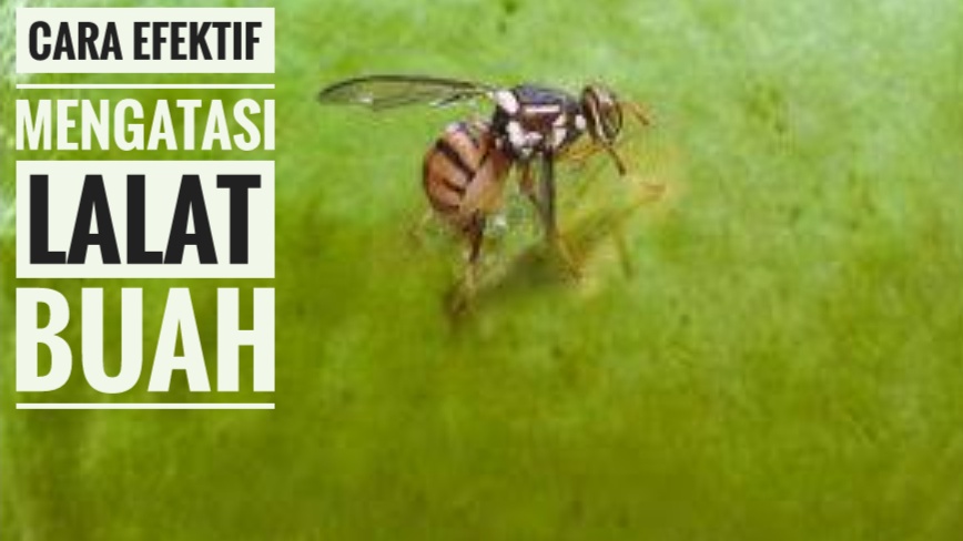 Cara Efektif Mengatasi Lalat Buah dengan Insektisida dan Kapur Barus