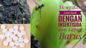 Cara Mengatasi Lalat Buah dengan Insektisida dan Kapur Barus
