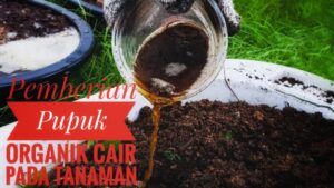 Pemberian Pupuk Organik Cair Pada Tanaman