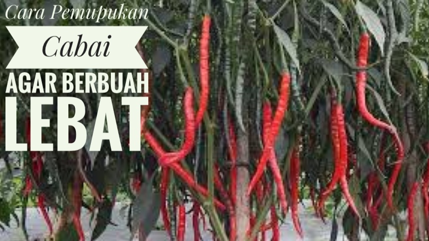 Tips dan Cara Pemupukan Cabai Setelah Tanam agar Berbuah Lebat