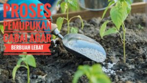 Proses Pemupukan Cabai Agar Berbuah Lebat
