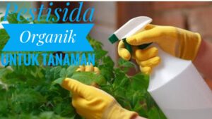 Pengaplikasian Pestisida Organik Pada Tanaman