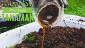Pengaplikasian POC pada tanaman