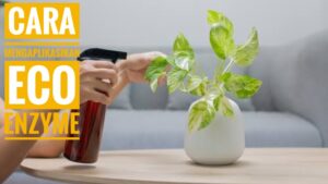 Cara Mengaplikasikan Eco Enzyme pada Tanaman