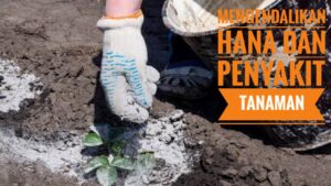 cara tradisional mengendalikan hama dan penyakit tanaman