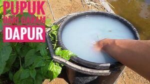 Proses Pemupukan Tanaman Menggunakan Garam Dapur