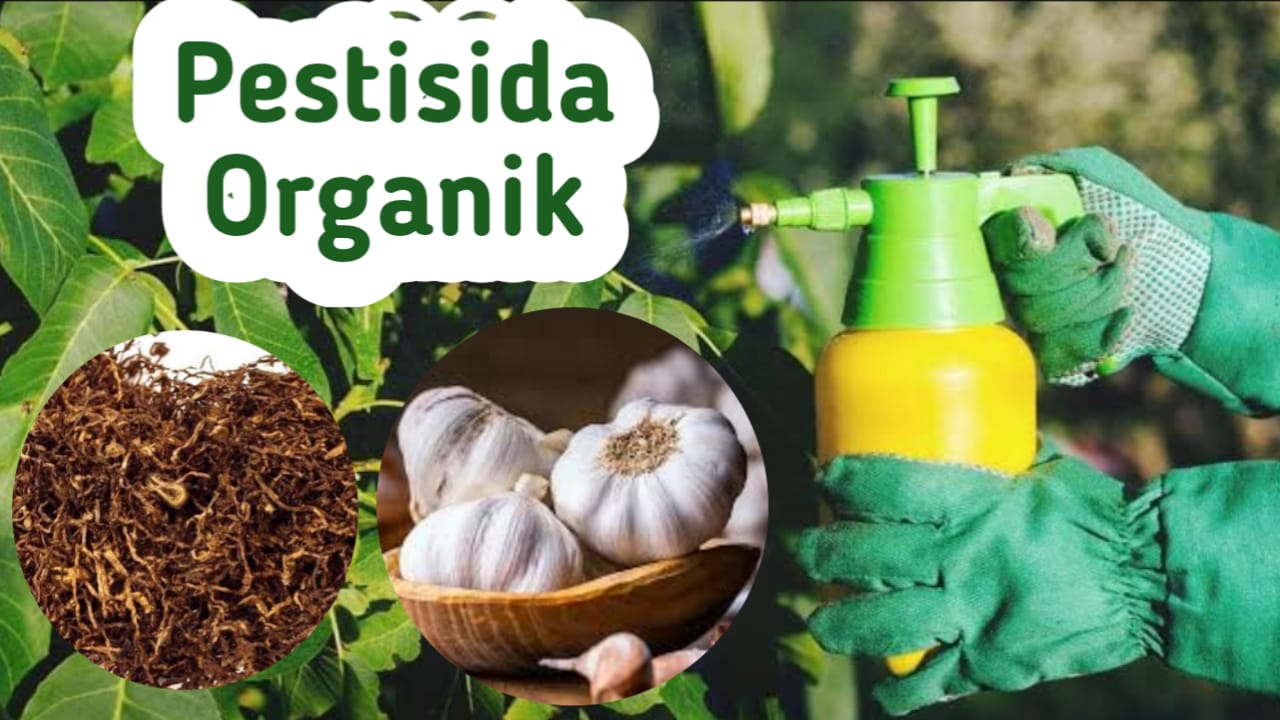 Cara Membuat Pestisida Organik dari Tembakau dan Bawang Putih