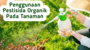 Penggunaan Pestisida Organik Pada Tanaman