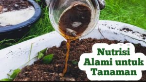 Pemberian Nutrisi Alami untuk Tanaman