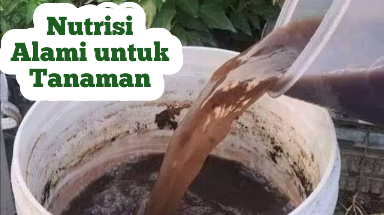 Membuat Nutrisi Alami untuk Tanaman