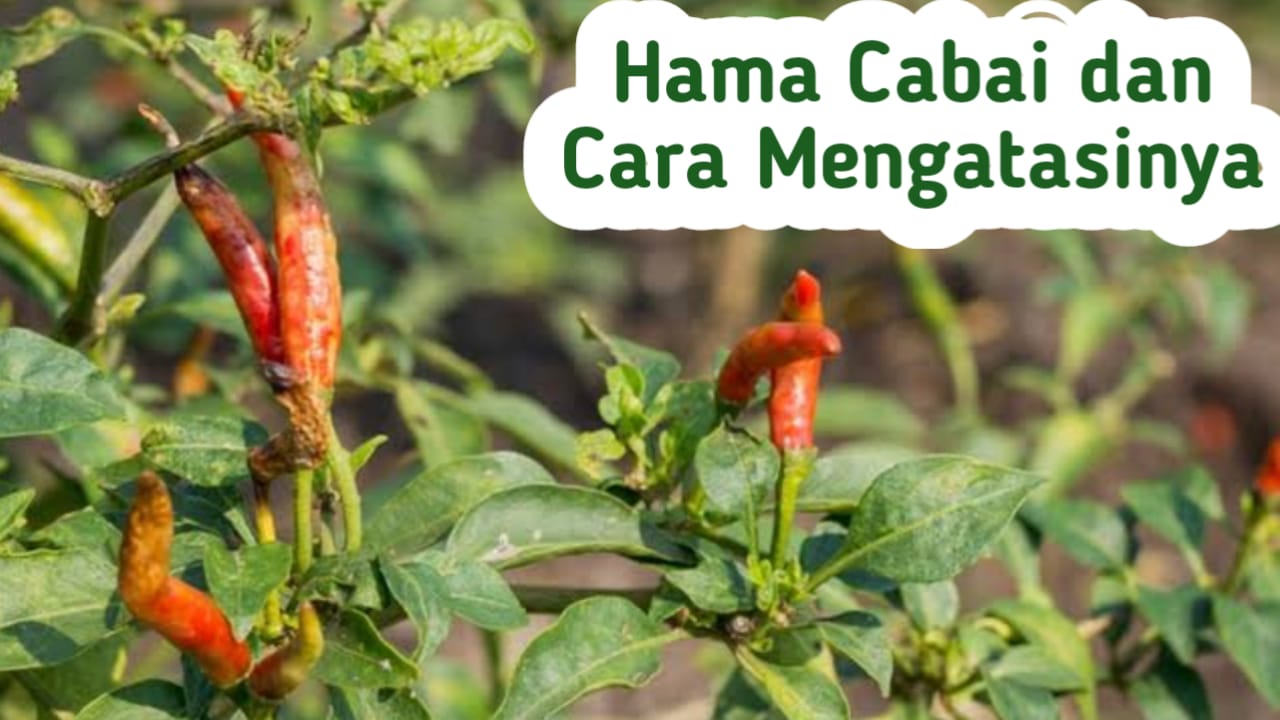 5 Hama Penting Tanaman Cabai dan Cara Ampuh Mengatasinya