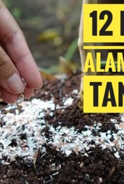 12 Pupuk Buatan Sendiri untuk Tanaman yang Mudah Ditemukan di Rumah
