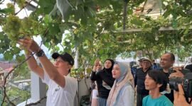 Bupati Rejang Lebong saat memetik langsung anggur di Agrowisata Taman Anggur Kirana