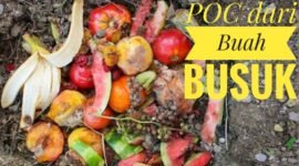 Cara Membuat Pupuk Organik Cair dari Limbah Buah Busuk