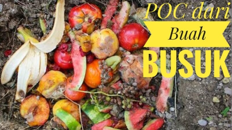 Cara Membuat Pupuk Organik Cair dari Limbah Buah Busuk