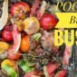 Cara Membuat Pupuk Organik Cair dari Limbah Buah Busuk