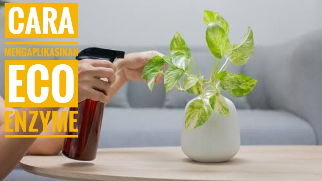 Cara Mengaplikasikan Eco Enzyme Pada Tanaman
