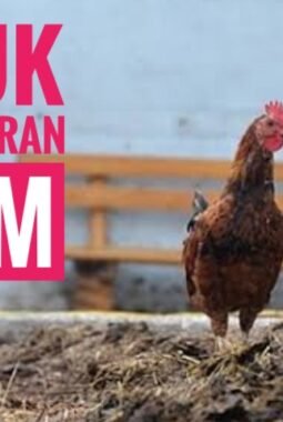 Pupuk Kotoran Ayam, Sumber Nutrisi Berkualitas untuk Pertanian