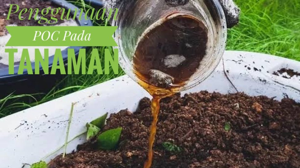 Penggunaan POC dari Buah Busuk Pada Tanaman