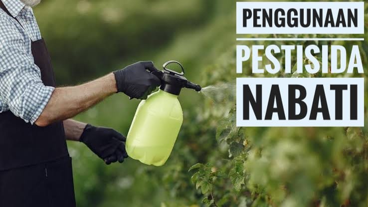 Penggunaan Pestisida Nabati Alami Pada Tanaman