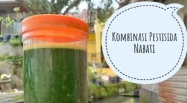 Pestisida Nabati Alami Solusi Organik untuk Kebun Sehat dan Bebas Hama