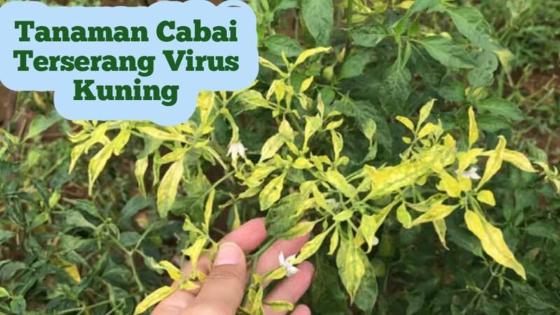 Tanaman Cabai yang Terkena Virus Kuning