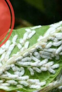 Kutu Putih pada Tanaman, Ini Cara Efektif Mengendalikannya