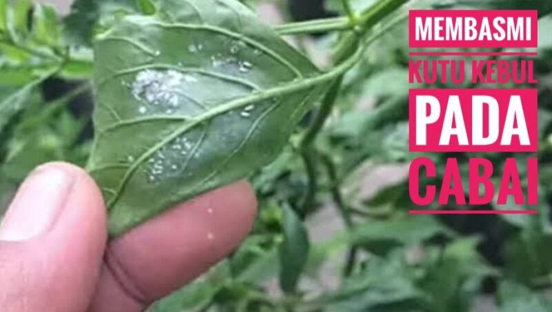 ips Efektif Basmi Kutu Kebul Secara Alami dan Aman pada Tanaman Cabai