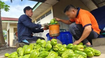 Panen Perdana, Lapas Curup Hasilkan 35 Kg Labu Siam dari Lahan Pembinaan