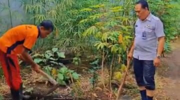 Warga Binaan Lapas Curup Intensif Rawat Kebun Kol dan Terong