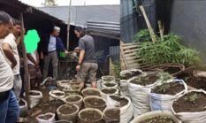 Polisi Bongkar Kebun Ganja di Rejang Lebong, Tangkap 1 Pelaku